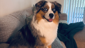 Lost Pet: Freddy