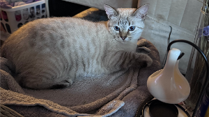 Lost Pet: Shy