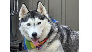Lost Pet: Maxi