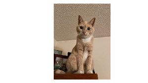 Lost Pet: Holly