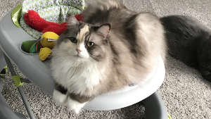 Lost Pet: Charlie