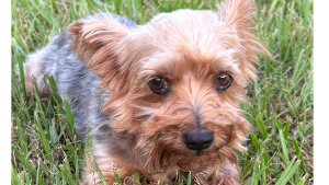 Lost Pet: Ellie