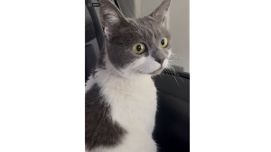 Lost Pet: MIlka