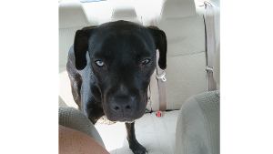 Lost Pet: Blaze