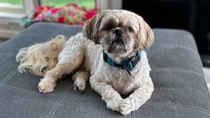 Lost Pet: Chewie