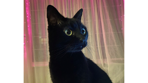 Lost Pet: Lycka