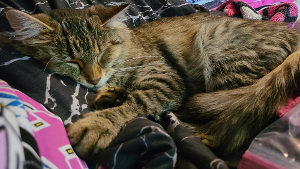 Lost Pet: Missy