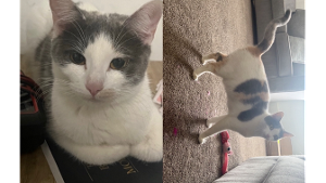 Lost Pet: Luna 