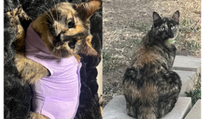 Lost Pet: Tigria