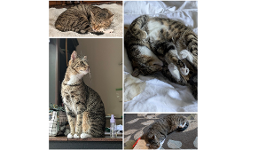 Lost Pet: Whiskey