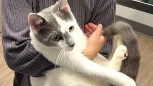 Lost Pet: Nick Wiles Gallardo
