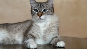 Lost Pet: Louna