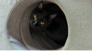 Lost Pet: Noche