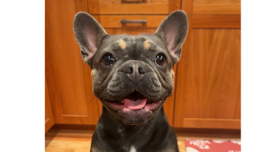 Lost Pet: Cosette