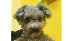 Lost Pet: Peppa
