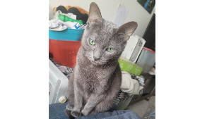 Lost Pet: Asuna Ah-su-nah