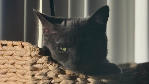 Lost Pet: Jacobean