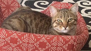 Lost Pet: Kagi