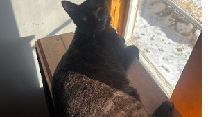 Lost Pet: Sybil