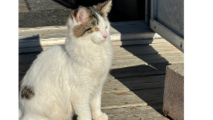Lost Pet: Violet