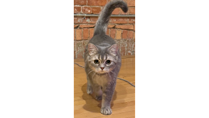 Lost Pet: Yiji