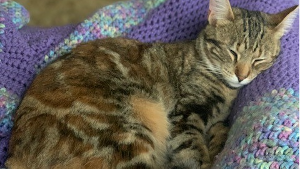 Lost Pet: Ora