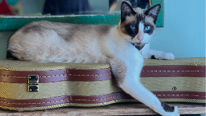 Lost Pet: Oatmeal