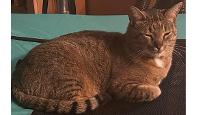 Lost Pet: Bruce