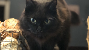 Lost Pet: Rescue