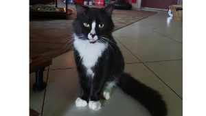 Lost Pet: Jasper