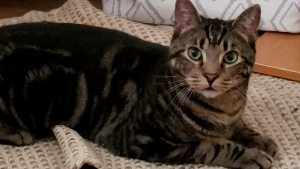 Lost Pet: Finn