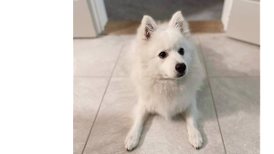 Lost Pet: Kaizen