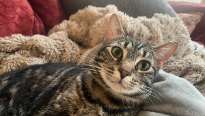 Lost Pet: Kitty