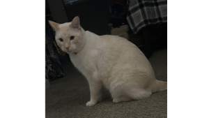 Lost Pet: Whiskers