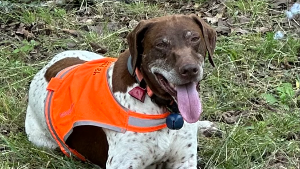 Lost Pet: Ike