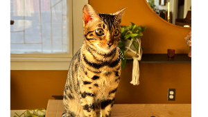 Lost Pet: Penny