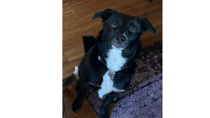 Lost Pet: DOLLY