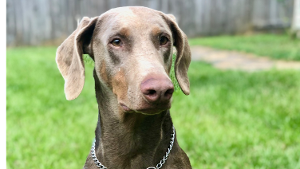 Lost Pet: Lilly Mae