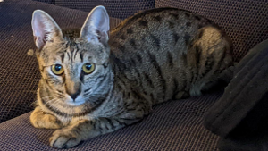Lost Pet: Pussy Galore