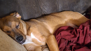 Lost Pet: Yuna