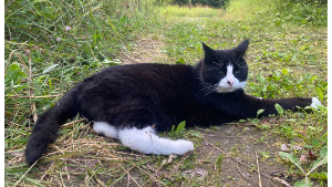 Lost Pet: Tobias