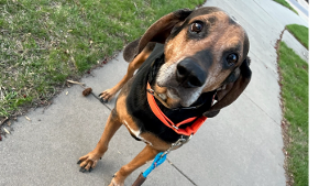 Lost Pet: Murphy