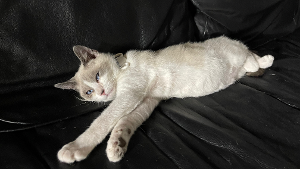 Lost Pet: Whitey Ford