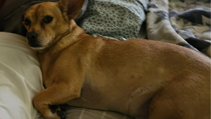 Lost Pet: Chewy