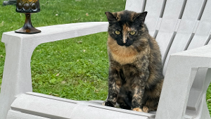 Lost Pet: Cloris