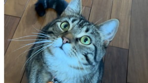 Lost Pet: Masha