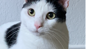 Lost Pet: Tiki