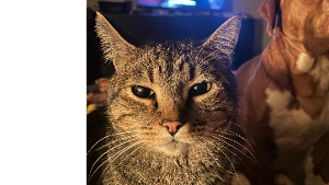 Lost Pet: Savage