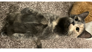 Lost Pet: Angel