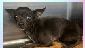 Lost Pet: Minnie Beck